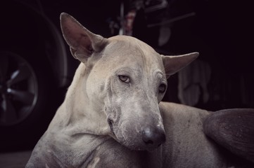 A Stray dog lie down on the floor in the house, urban place, Thailand