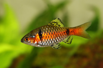 Odessa barb Pethia padamya freshwater aquarium fish 