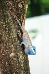 Oriental garden lizard, Eastern garden lizard, Changeable lizard,Calotes mystaceus on fighting with other one