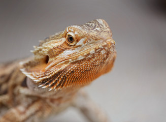 close up of lizzard