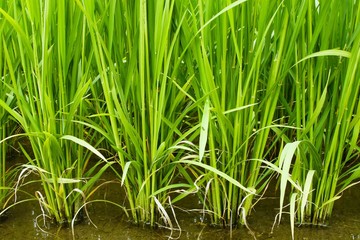 水田　稲　クローズアップ