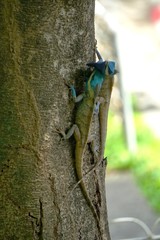 Oriental garden lizard, Eastern garden lizard, Changeable lizard,Calotes mystaceus on fighting with other one