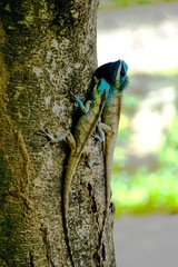 Oriental garden lizard, Eastern garden lizard, Changeable lizard,Calotes mystaceus on fighting with other one