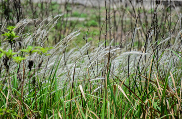 Very beautiful weeds and blue clouds on the road to the teluk kuching sarawak on 22 July 2017