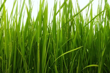 水田　稲　クローズアップ