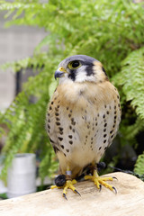 American kestrel or Falco Sparverius was show in animal fair