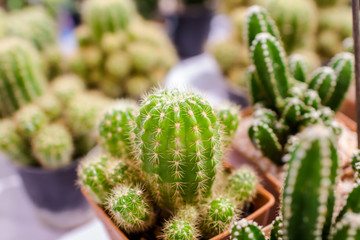 cactus close up