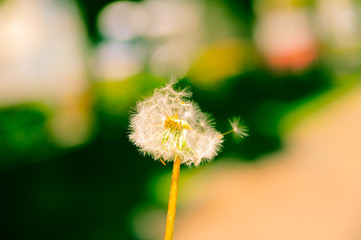 Dandelion