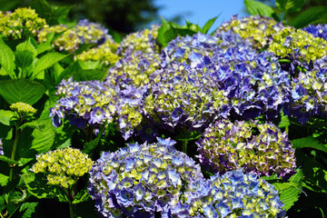Obraz premium Purple blue heads of hydrangea flowers