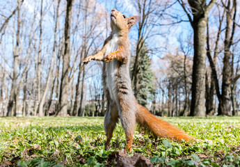 red squirrel standing upright on its hind legs on grass against blurred park background
