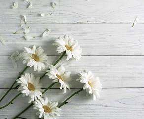 Obraz premium Bunch of chamomiles on a white wooden background. Top view.Copy space