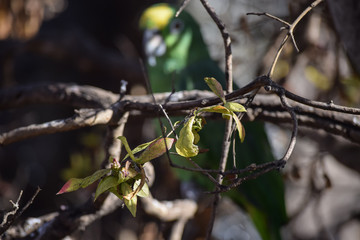 Green leafs with parrot in background