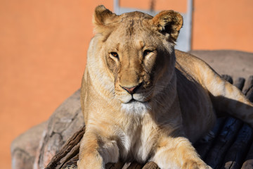 Female lioness resting in sun