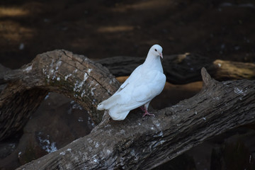 Beautiful white dove