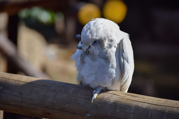 Old white parrot plucking feathers