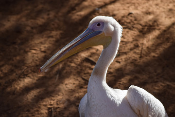 Pelican close up photo