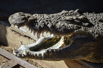 Crocodile with open mouth