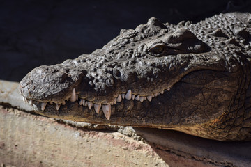 Obraz premium Crocodile resting