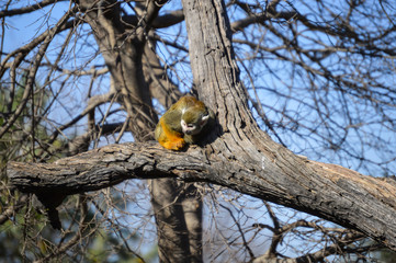 Ape type animal in tree