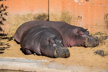 Two hippos sleeping in sun