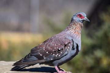 Beautiful close up of pigeon