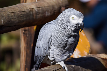 Gray parrot on branch