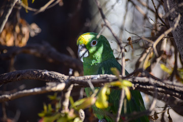 Green parrot in shade