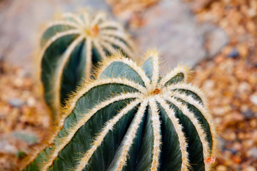 Close up of green and cream spikey cactus plants