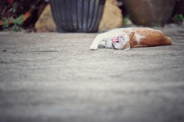 Cat, Siamese cat in Thailand, very cute, funny and smart cat in the world
