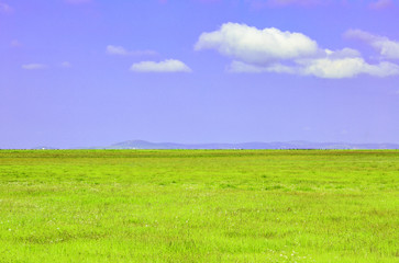 Fototapeta premium Blue sky, white clouds and grassland