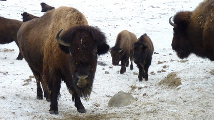 Bison auf einer Bisonfarm in Sachsen-Anhalt