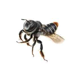 Bee on white background