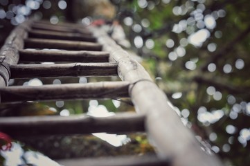 Wooden ladder lean against tall tree and bokeh background of tree leaves. © tpap8228