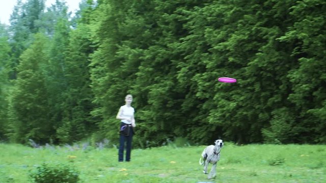 Woman playing with her border collie dog, throwing the frisbee 4k