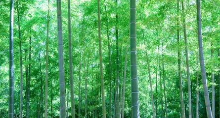 Foto op geborsteld aluminium Bamboe 竹林