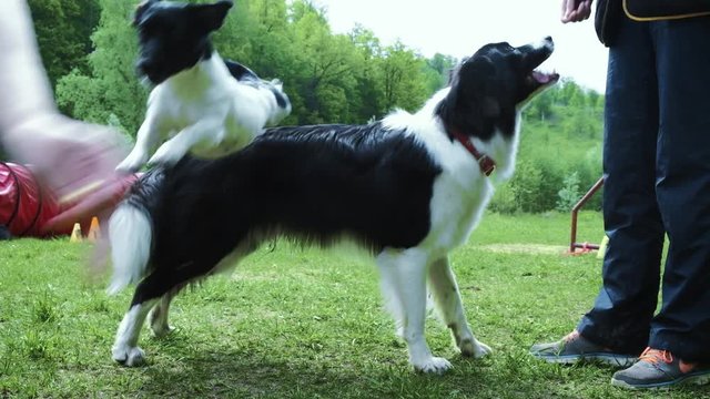Woman playing with her border collie dog, throwing the frisbee 4k