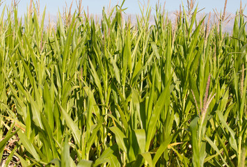 Obraz premium Field with corn
