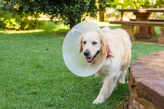 Dog With  Elizabethan Collar, Dog Cone After Surgery