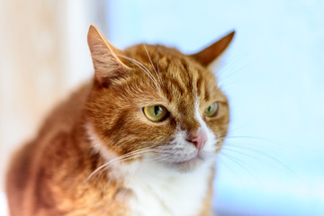 Cat on the windowsill
