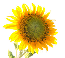 Flower of a sunflower on a white background
