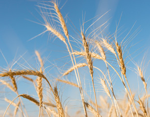 Wheat spike on the sky background