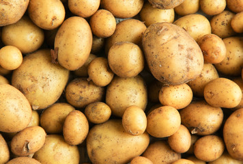 Viele Kartoffeln Ernte Hintergrund ungewaschen natürlich Haufen 