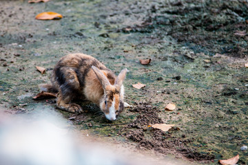 Little rabbit is happy for fun