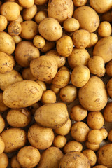 Viele Kartoffeln Ernte Hintergrund ungewaschen natürlich Haufen 