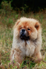 Dog breed chow chow