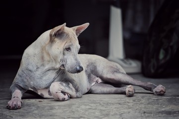 A Stray dog lie down on the floor in the house, urban place, Thailand