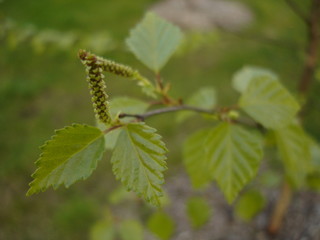 Beautiful Green leaves on a garden plot