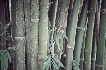 Fototapeta premium bamboo forest, bamboo background