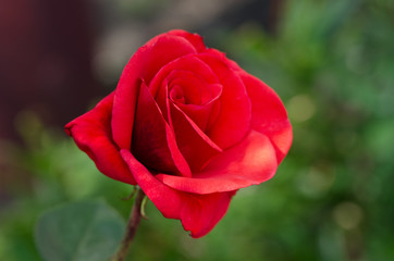 Beautiful red rose
