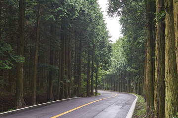 Obraz premium Forest of Jeju island